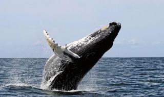 鲸鱼是唯一的鱼类哺乳动物吗 鲸是哺乳动物吗